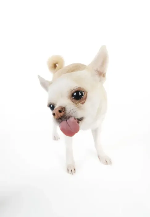 Framed Print : DOG. Chihuahua licking the screen Framed Print : DOG. Chihuahua licking the screen