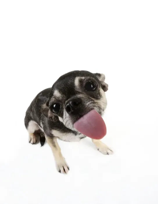 Framed Print : DOG. Chihuahua licking the screen Framed Print : DOG. Chihuahua licking the screen