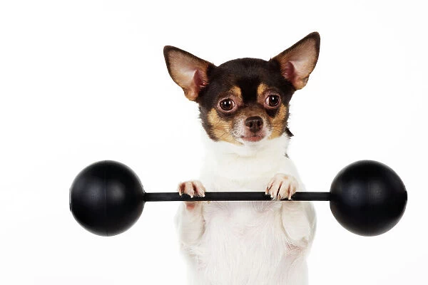DOG. Chihuahua lifting weights