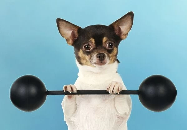 DOG. Chihuahua lifting weights Digital Manipulation:background colour