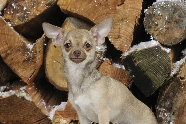 DOG. Chihuahua in front of logs in snow