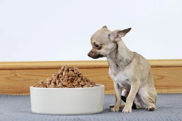 DOG. Chihuahua looking at large bowl of food