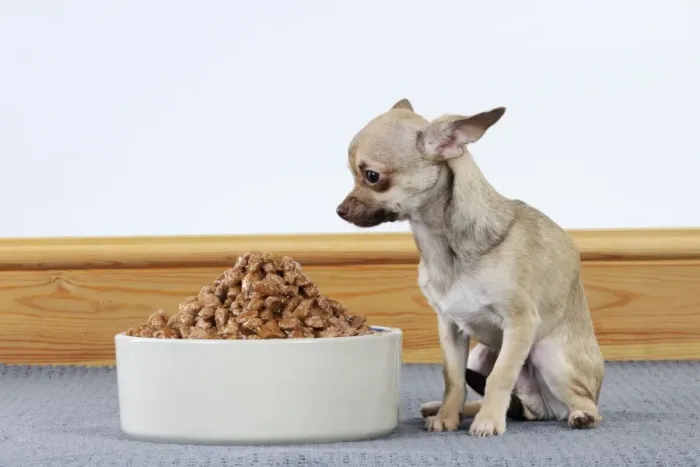 Framed Print : DOG. Chihuahua looking at large bowl of food Framed Print : DOG. Chihuahua looking at large bowl of food
