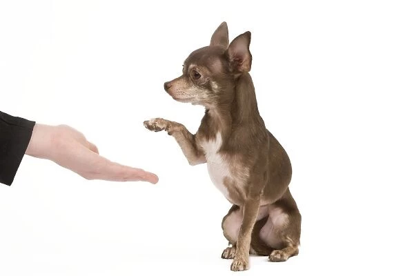 Dog - Chihuahua with owner dog dancing in studio - shaking paws