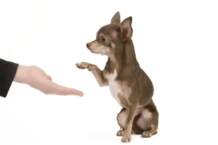 Framed Print : Dog - Chihuahua with owner dog dancing in studio - shaking paws Framed Print : Dog - Chihuahua with owner dog dancing in studio - shaking paws