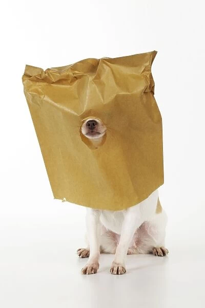 DOG. Chihuahua in paper bag with nose showing