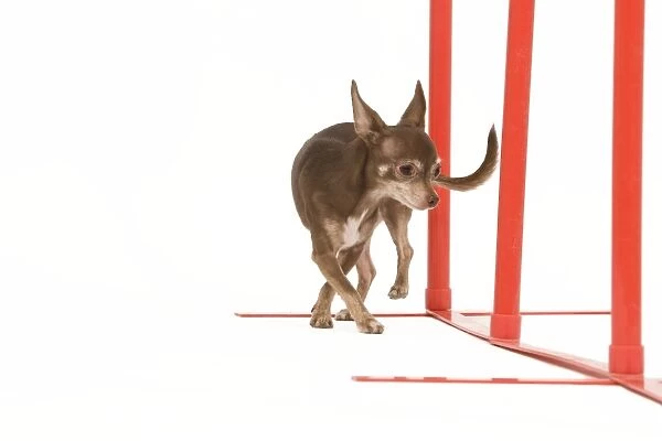 Dog - Chihuahua performing agility tasks