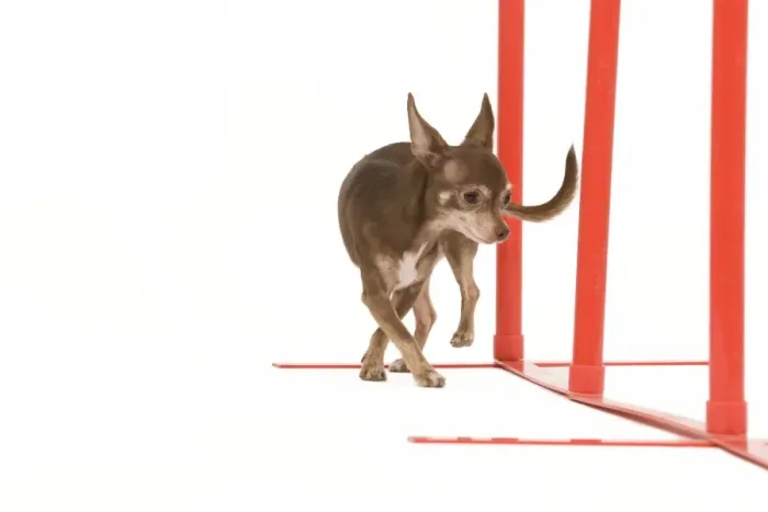 Framed Print : Dog - Chihuahua performing agility tasks Framed Print : Dog - Chihuahua performing agility tasks