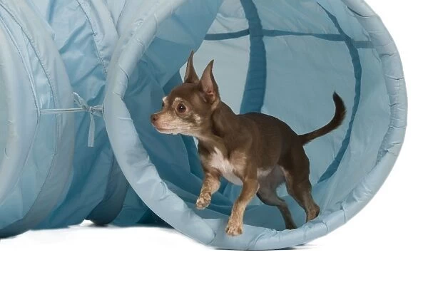 Dog - Chihuahua performing agility tasks - coming out of tunnel