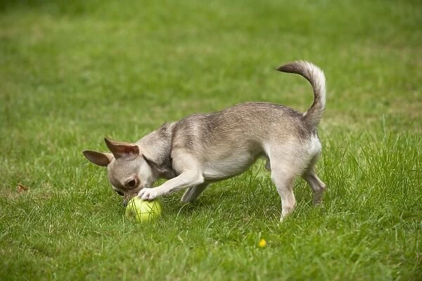 DOG - Chihuahua playing in garden