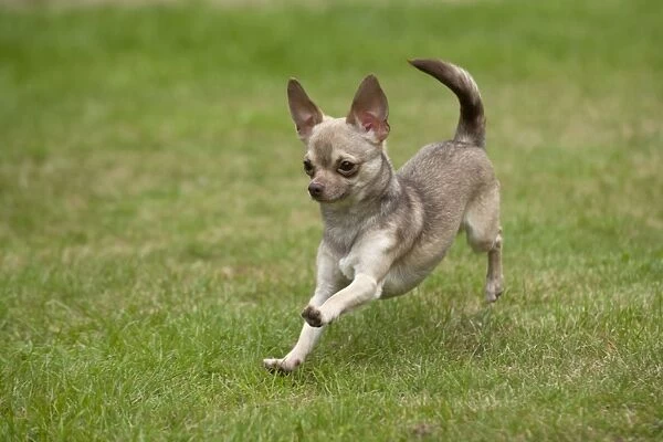 DOG - Chihuahua playing in garden