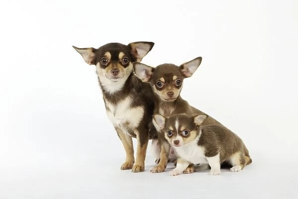 DOG. Chihuahua and puppies