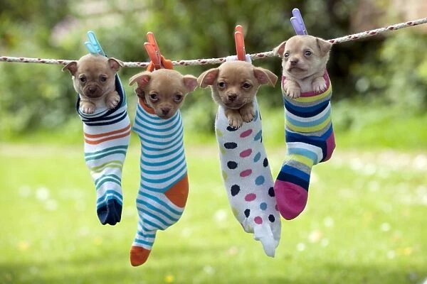 DOG - Chihuahua puppies hanging in socks (two in the middle 6 weeks, two on the outside 4 weeks)