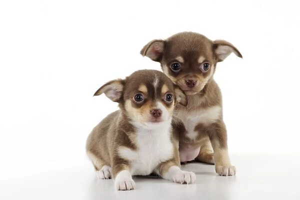 DOG. Chihuahua puppies sitting next to each other