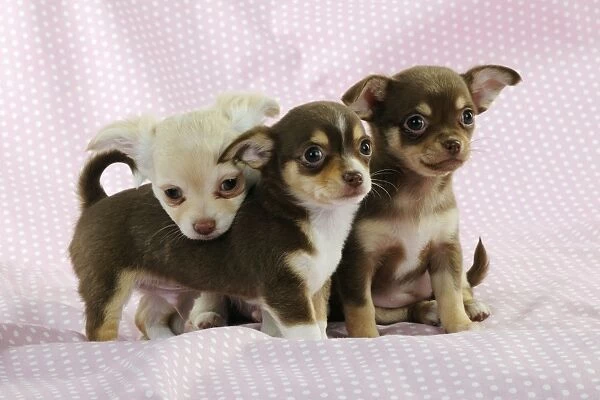 DOG. Chihuahua puppies sitting together