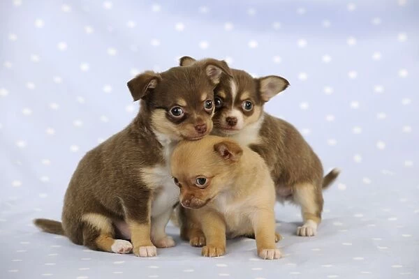 DOG. Chihuahua puppies sitting together