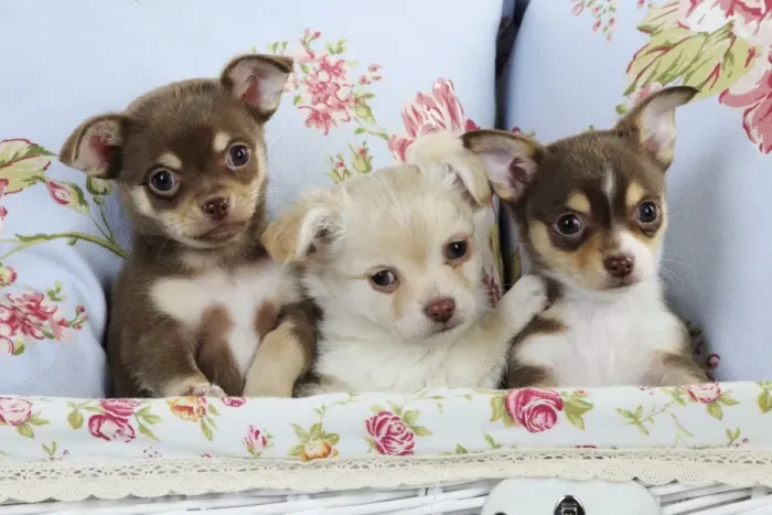 Framed Print : DOG. Chihuahua puppies sitting together in basket Framed Print : DOG. Chihuahua puppies sitting together in basket