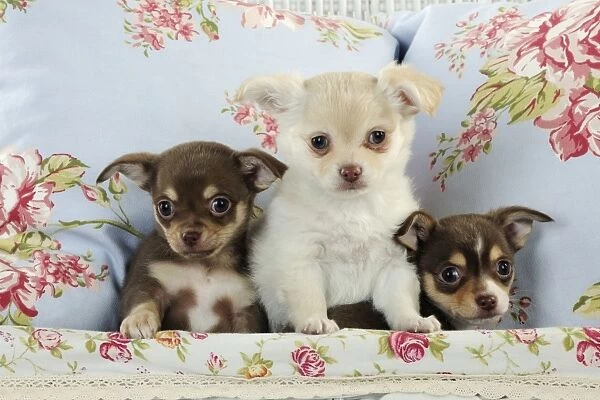 DOG. Chihuahua puppies sitting together in basket