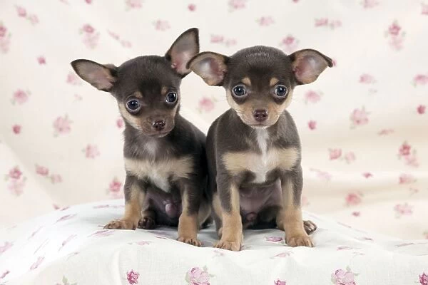DOG - Chihuahua puppies sitting on blanket