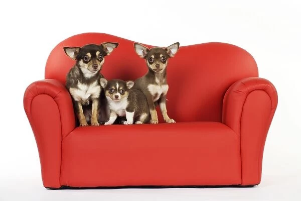 DOG. Chihuahua and puppies sitting on mini sofa