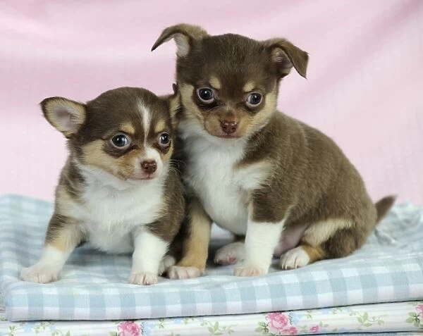 DOG. Chihuahua puppies sitting on stack of cloths