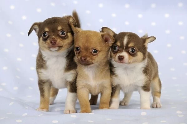 DOG. Chihuahua puppies standing in a row