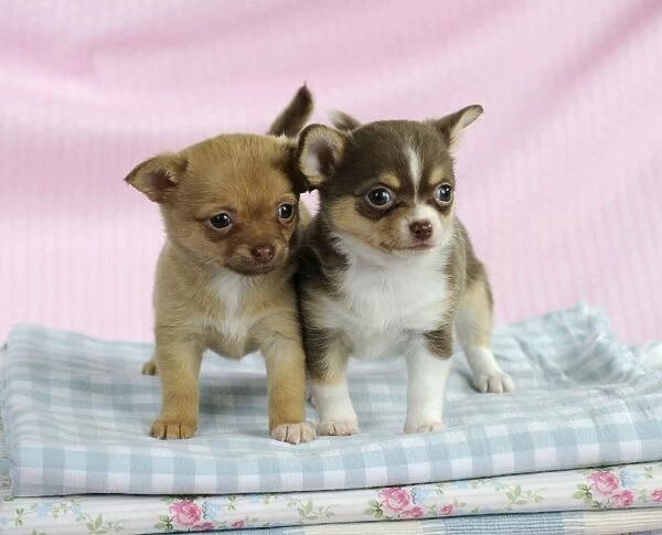 DOG. Chihuahua puppies standing on stack of cloths