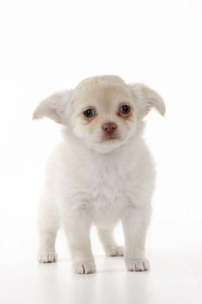 DOG. Chihuahua puppy