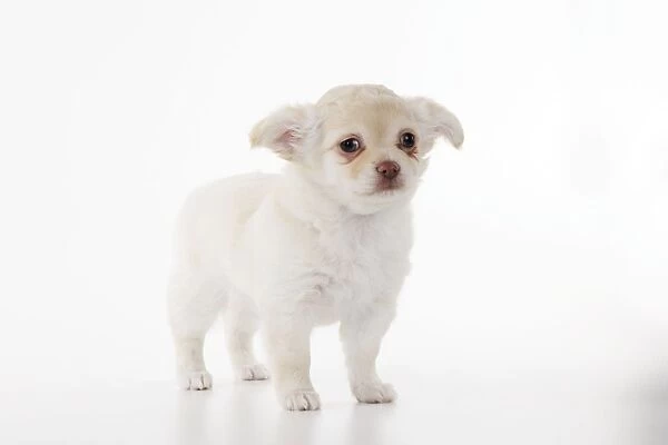 DOG. Chihuahua puppy