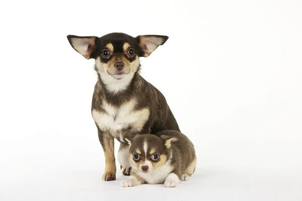 DOG. Chihuahua and puppy