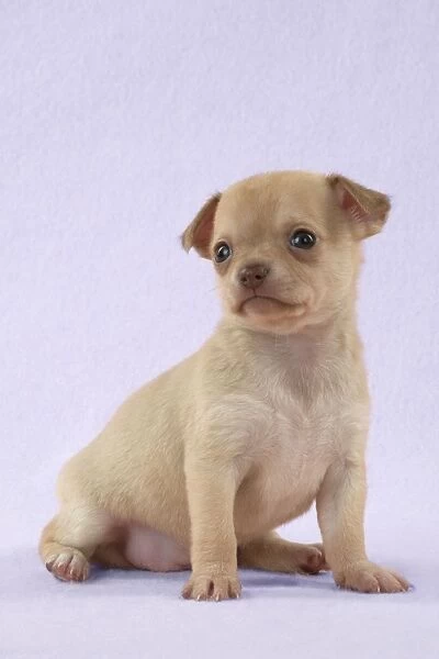 DOG - Chihuahua puppy (6 weeks) Digital Manipulation: background to lilac
