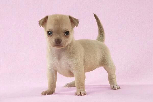 DOG - Chihuahua puppy (6 weeks) Digital Manipulation: background to pink