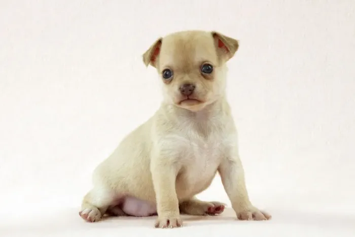 Framed Print : DOG - Chihuahua puppy (6 weeks) Digital Manipulation: faded background peach colour Framed Print : DOG - Chihuahua puppy (6 weeks) Digital Manipulation: faded background peach colour