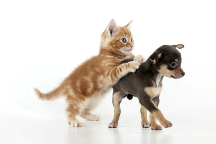 Framed Print : DOG - Chihuahua puppy and kitten playing together Framed Print : DOG - Chihuahua puppy and kitten playing together