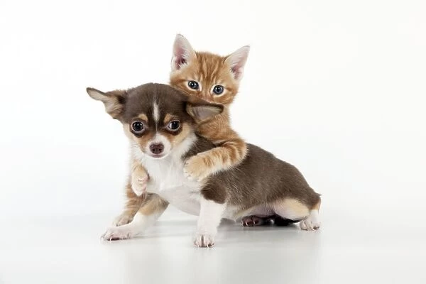 DOG - Chihuahua puppy and kitten playing together