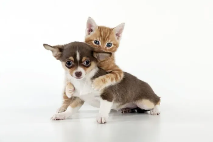 Framed Print : DOG - Chihuahua puppy and kitten playing together Framed Print : DOG - Chihuahua puppy and kitten playing together