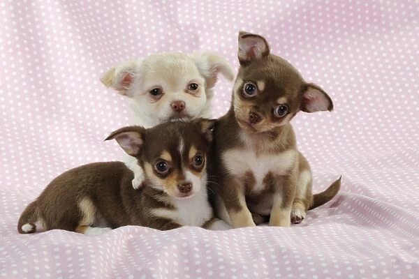 DOG. Chihuahua puppy laying in front of two chihuahua puppies sitting