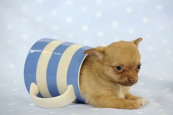 DOG. Chihuahua puppy laying in jug
