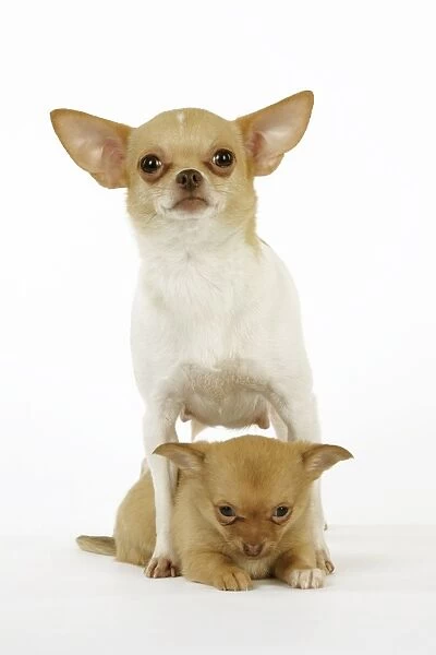DOG. Chihuahua with puppy between its legs