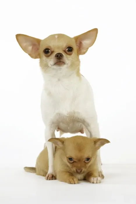 Framed Print : DOG. Chihuahua with puppy between its legs Framed Print : DOG. Chihuahua with puppy between its legs