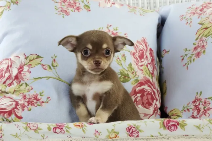 Framed Print : DOG. Chihuahua puppy sitting in basket Framed Print : DOG. Chihuahua puppy sitting in basket