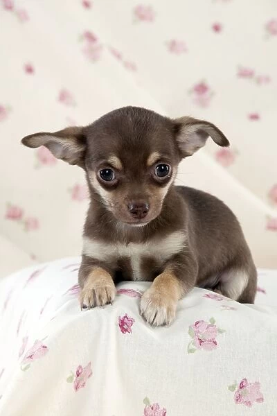 DOG - Chihuahua puppy sitting on blanket