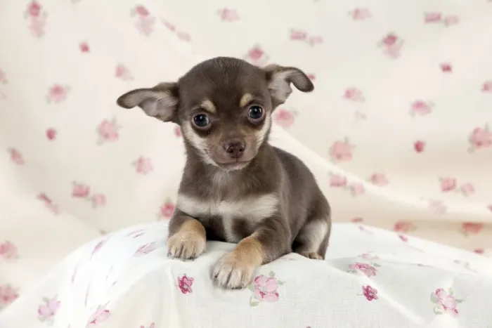 Framed Print : DOG - Chihuahua puppy sitting on blanket Framed Print : DOG - Chihuahua puppy sitting on blanket