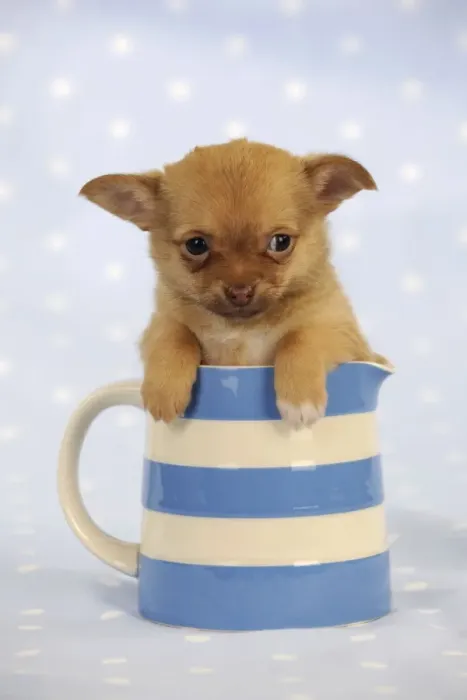 Framed Print : DOG. Chihuahua puppy sitting in jug Framed Print : DOG. Chihuahua puppy sitting in jug