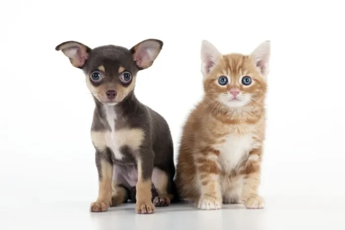 Framed Print : DOG - Chihuahua puppy sitting next to kitten Framed Print : DOG - Chihuahua puppy sitting next to kitten