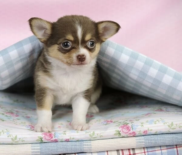 DOG. Chihuahua puppy sitting under a piece of cloth