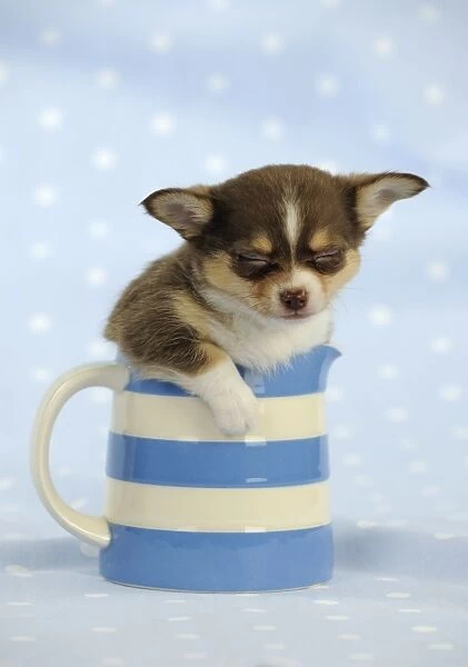 DOG. Chihuahua puppy sleeping in jug