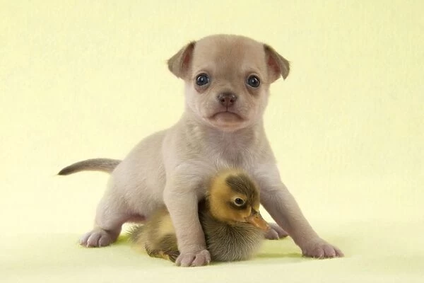 DOG - Chihuahua puppy standing with duckling (6 weeks) Digital Manipulation: background to yellow