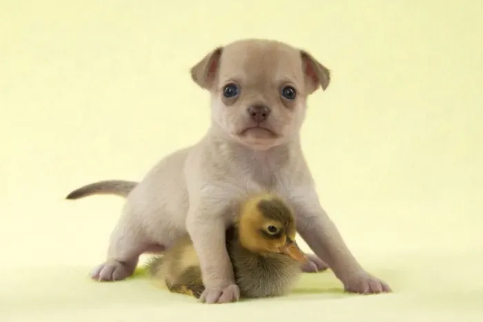 Framed Print : DOG - Chihuahua puppy standing with duckling (6 weeks) Digital Manipulation: background to yellow Framed Print : DOG - Chihuahua puppy standing with duckling (6 weeks) Digital Manipulation: background to yellow