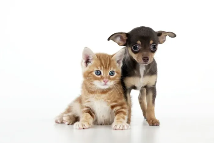 Framed Print : DOG - Chihuahua puppy standing next to kitten Framed Print : DOG - Chihuahua puppy standing next to kitten